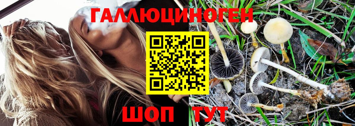 Ишимбай  Псилоцибиновые грибы GOLDEN TEACHER  Псилоцибиновые грибы прущие грибы  Вход с VPN 